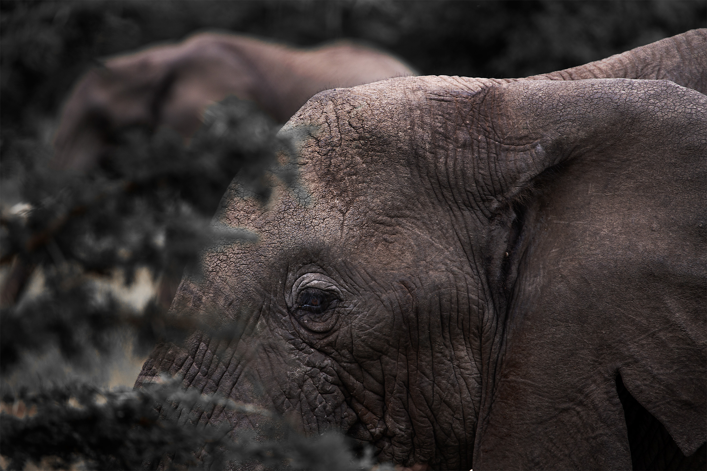 KenyaSafari003