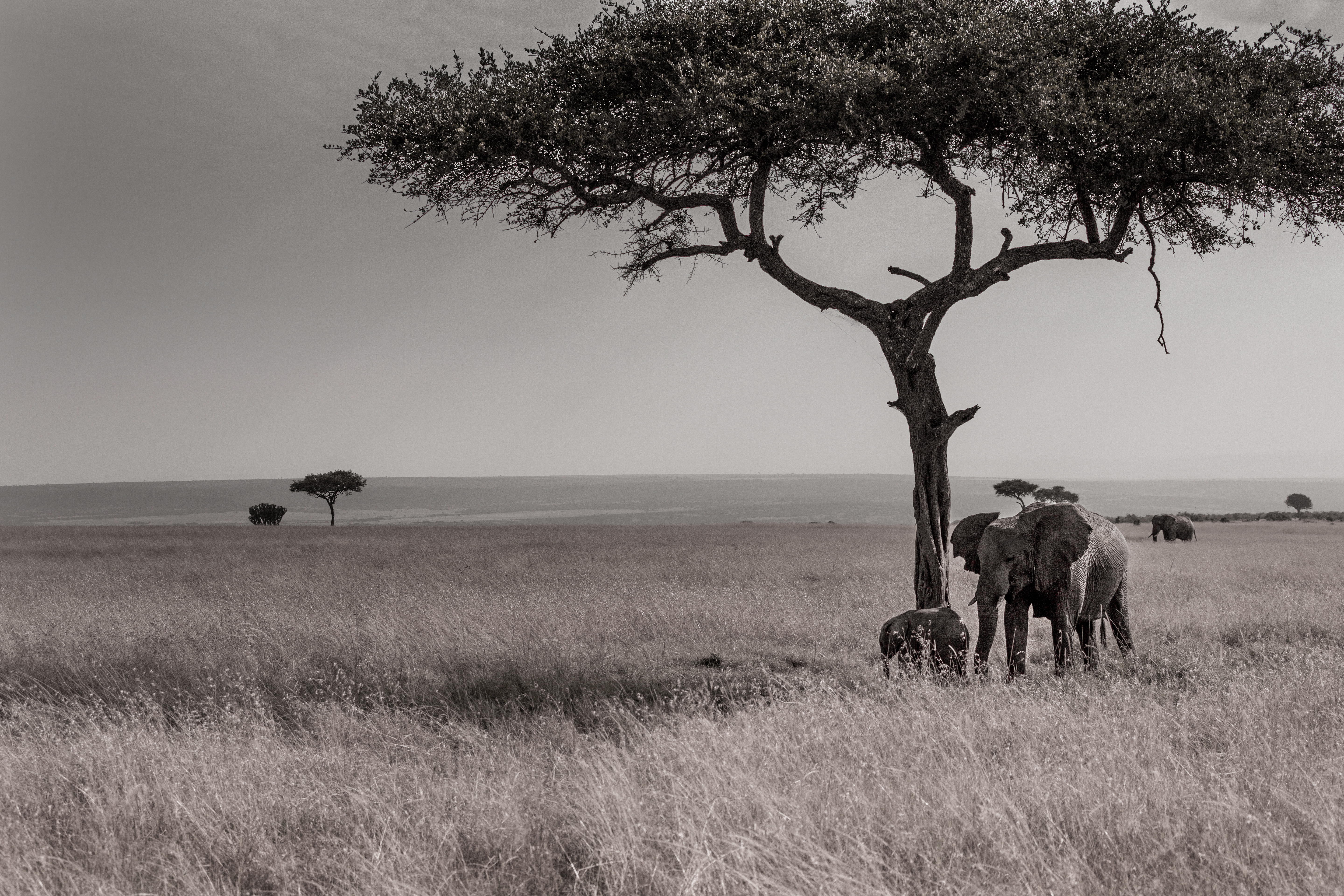 KenyaSafari004
